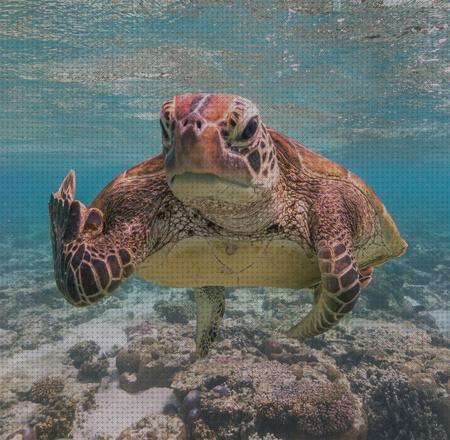 Las mejores marcas de premio para tortugas de agua