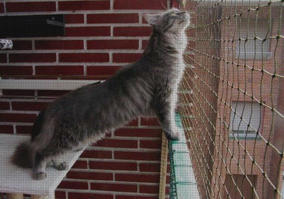 Los 16 Mejores Protectores De Balcones Para Gatos
