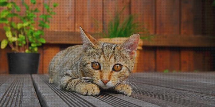 Las mejores balcon gatos protector de balcon para gatos