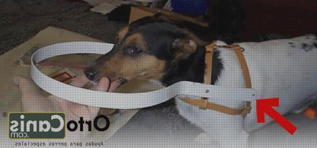 Las mejores marcas de ciegos perros protector de cabeza para perros ciegos