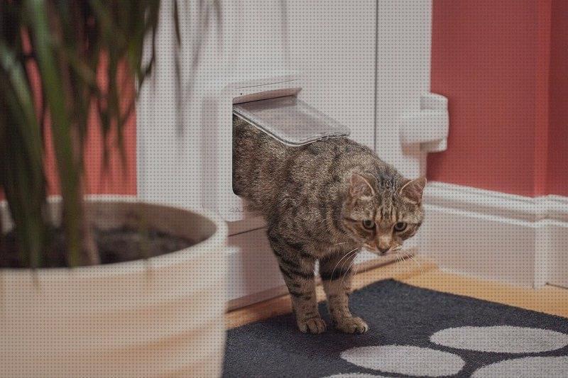 ¿Dónde poder comprar puertas gatos puertas gateras para gatos?
