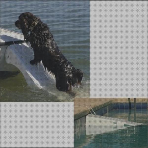 Las mejores piscinas rampa para piscinas salvavidas mascotas