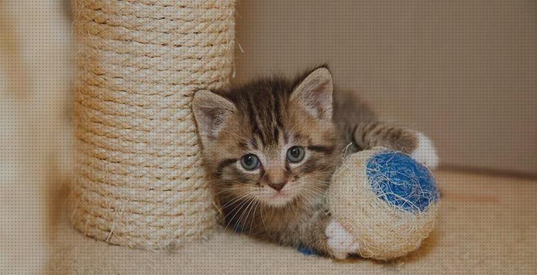 ¿Dónde poder comprar rascadores gatos rascadores para gatos resistentes?