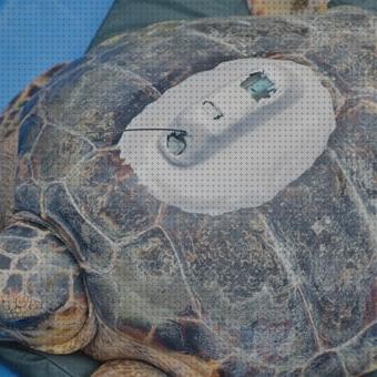 ¿Dónde poder comprar gps tortugas rastreador gps para tortugas?