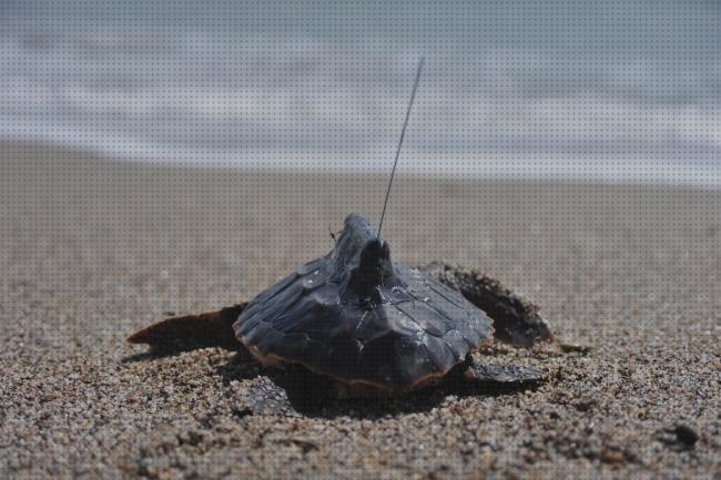 Las mejores marcas de gps tortugas rastreador gps para tortugas
