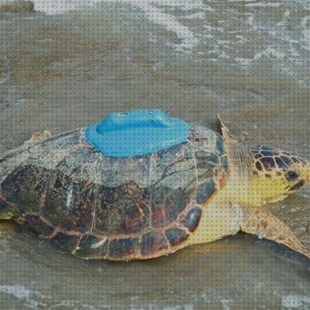 Las mejores gps tortugas rastreador gps para tortugas