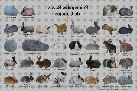 Las mejores 20 Razas De Conejos Para Mascotas