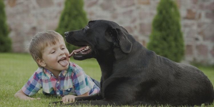 Análisis de las 22 mejores Razas De Perros Para Chicos