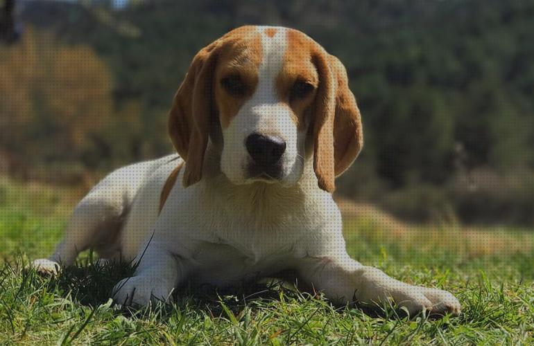 Las mejores razas perros razas de perros para chicos