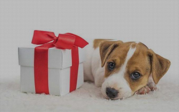 Los 22 Mejores regalos para mascotas