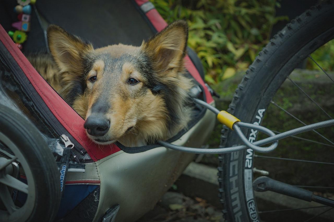 Análisis de los 9 mejores productos para remolques para mascotas para comprar