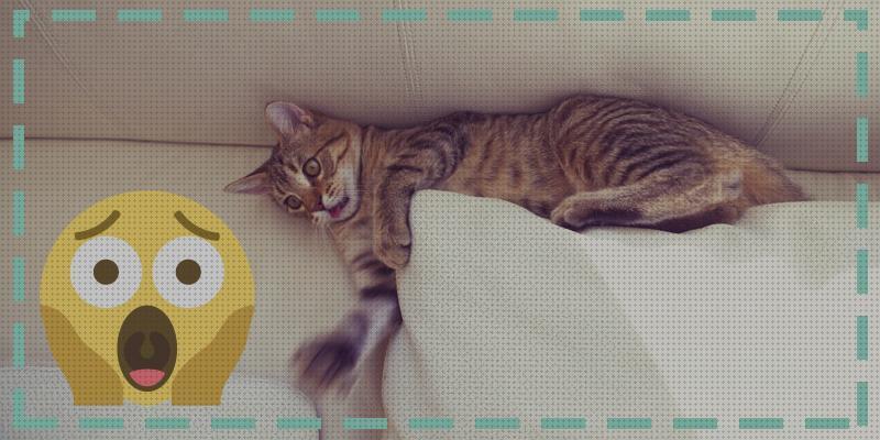 ¿Dónde poder comprar repelentes gatos repelente para gatos para sofa?