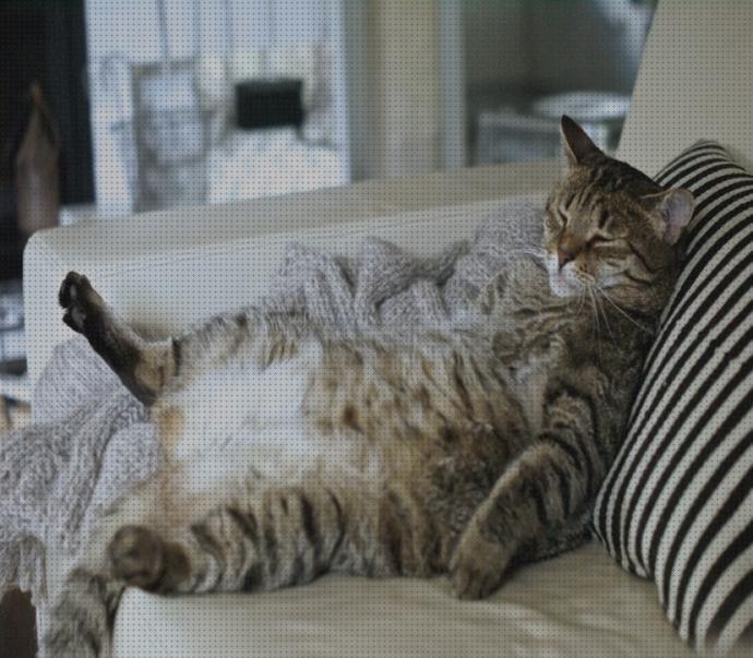 Las mejores repelentes gatos repelente para gatos para sofa