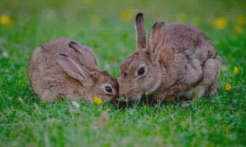 Las mejores repelentes conejos repelentes para conejos campo