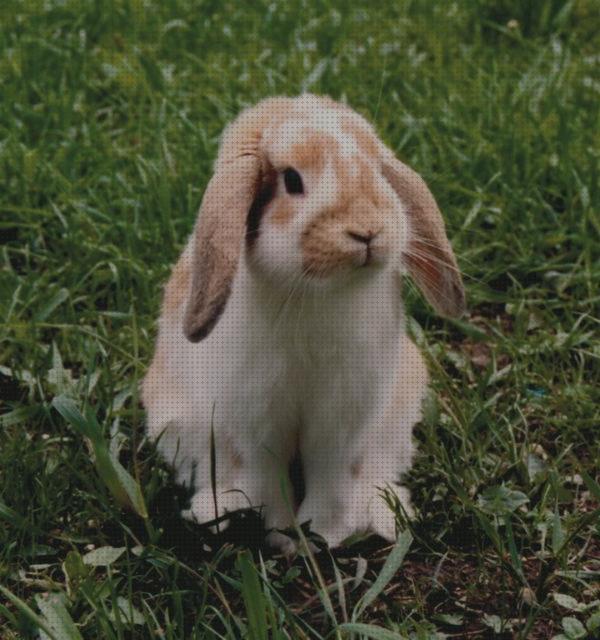 ¿Dónde poder comprar belier conejos ropa para conejos belier?