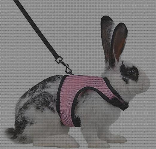 ¿Dónde poder comprar enanos conejos ropa para conejos enanos?