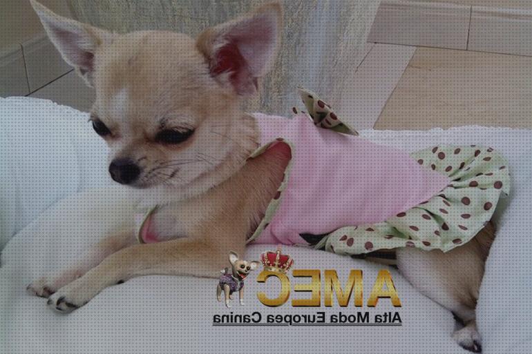 12 Mejores Ropa Para Perros Chihuahuas Hembras 2021