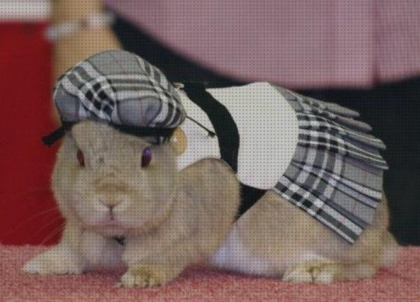 Las mejores marcas de belier conejos ropa para conejos belier