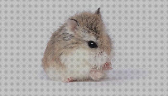 Análisis de los 25 mejores hamster rusos
