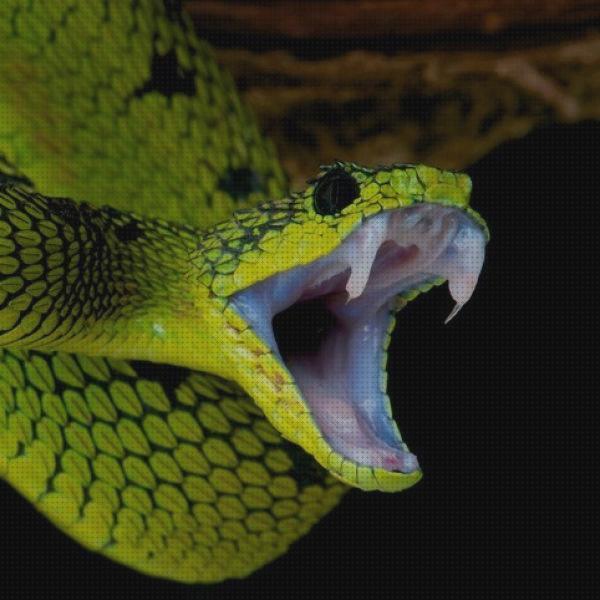 ¿Dónde poder comprar serpientes sacar?