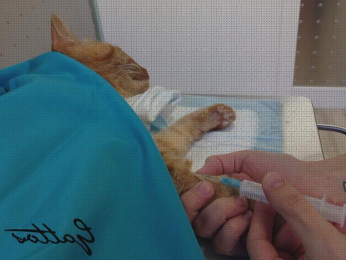 ¿Dónde poder comprar uñas sedar gato para cortar uñas?