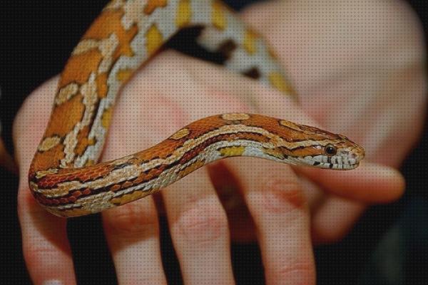 ¿Dónde poder comprar serpientes serpientes para mascotas?