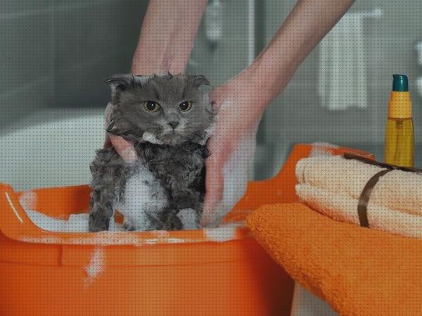 Las mejores marcas de antipulgas gatos shampoo antipulgas para gatos