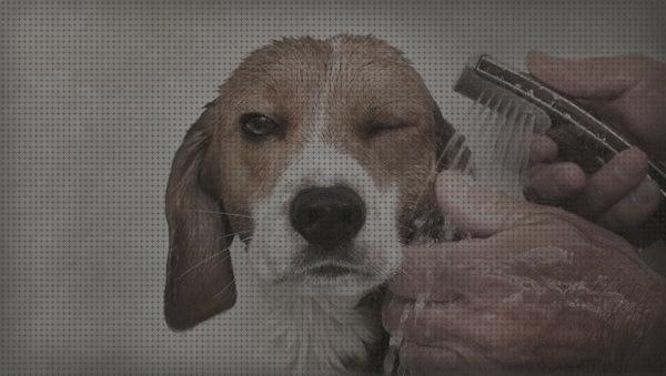 ¿Dónde poder comprar beagles shampoo para beagles?