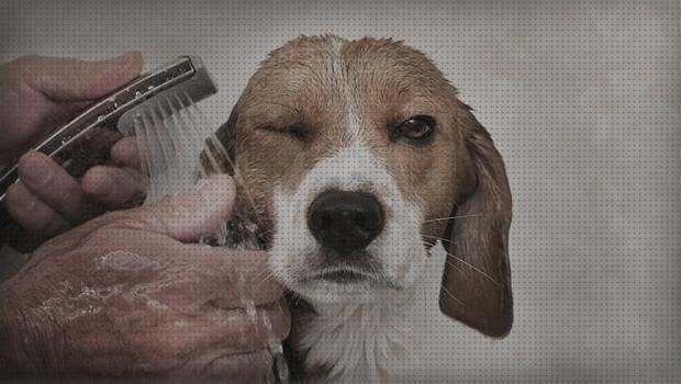 Las mejores beagles shampoo para beagles