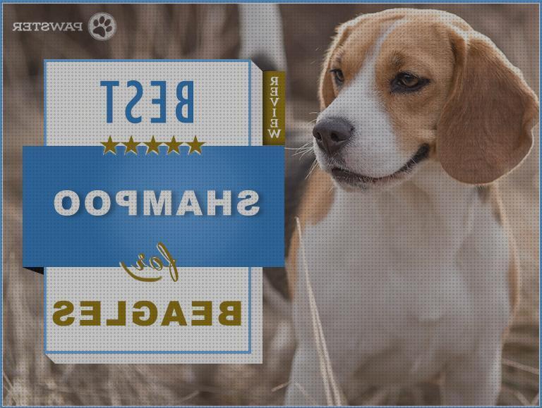 Review de los 25 mejores shampoo para beagles