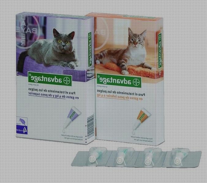 Review de shampoo para pulgas de gatos