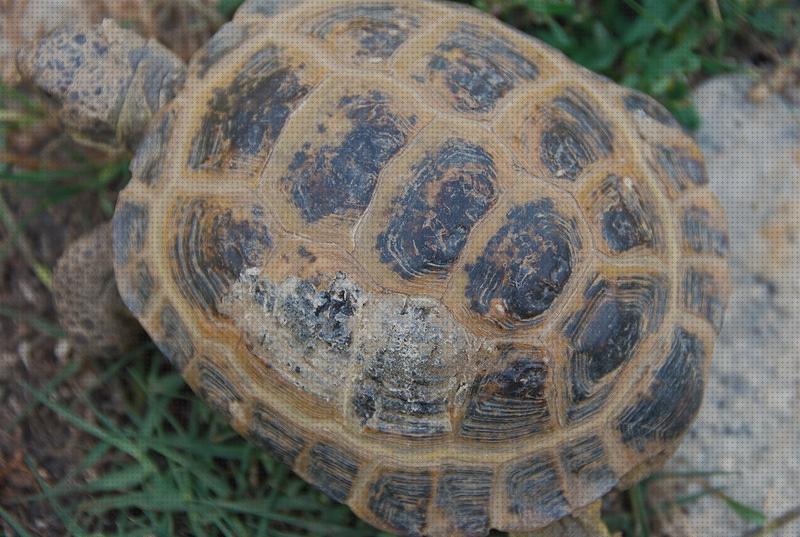 Análisis de los 27 mejores silvederma para tortugas bajo análisis