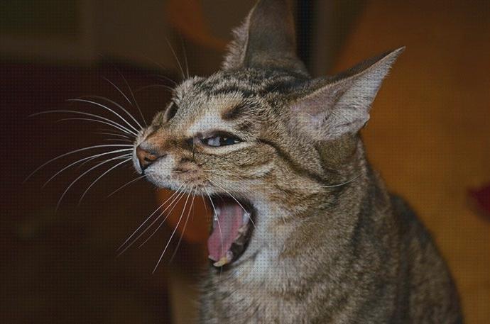 Las mejores pajaros gatos sonidos de pajaros para gatos