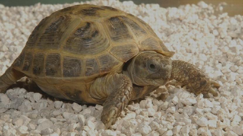 ¿Dónde poder comprar terrestres tortugas sustratos para tortugas terrestres?