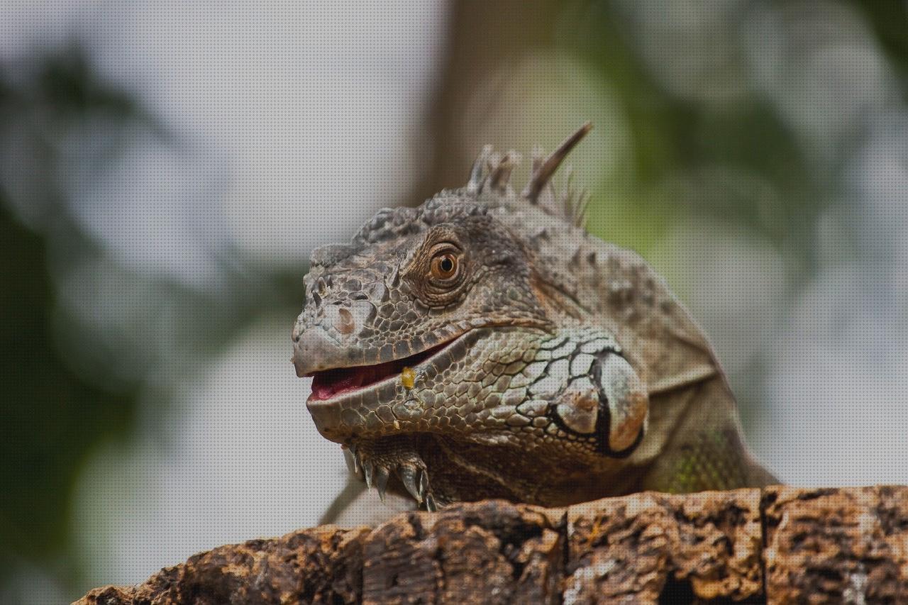 Las mejores marcas de grandes terrarios para iguanas grandes