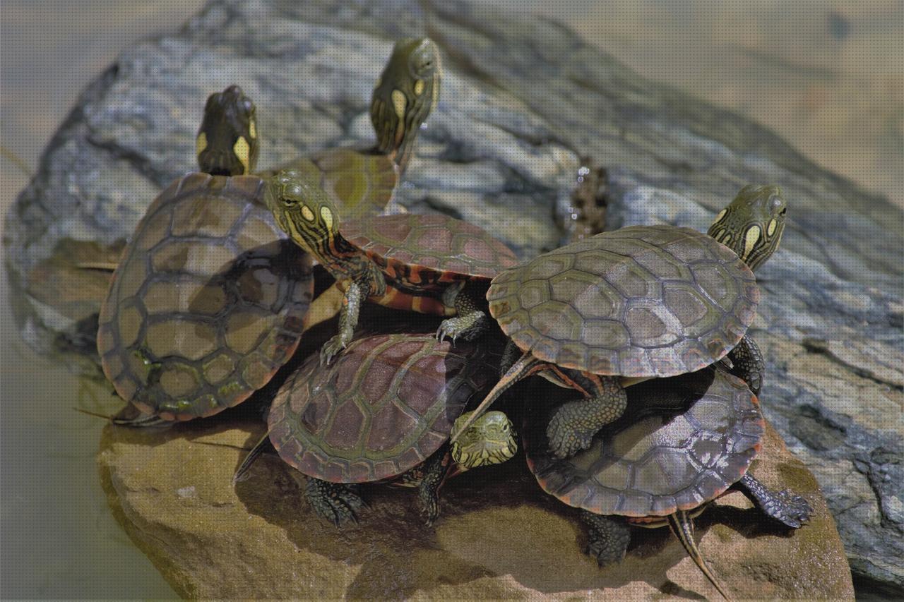 Las mejores marcas de pequeños tortugas pequeñas para casa