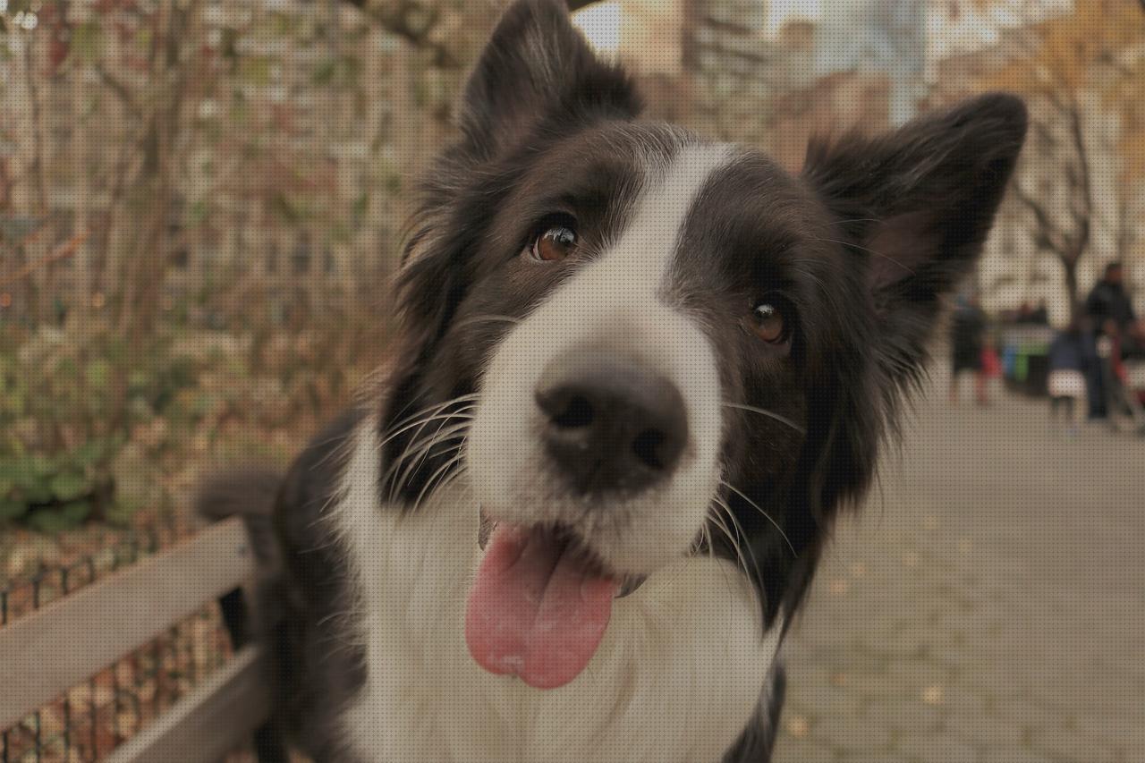 Análisis de los 13 mejores Trabajos Para Border Collie