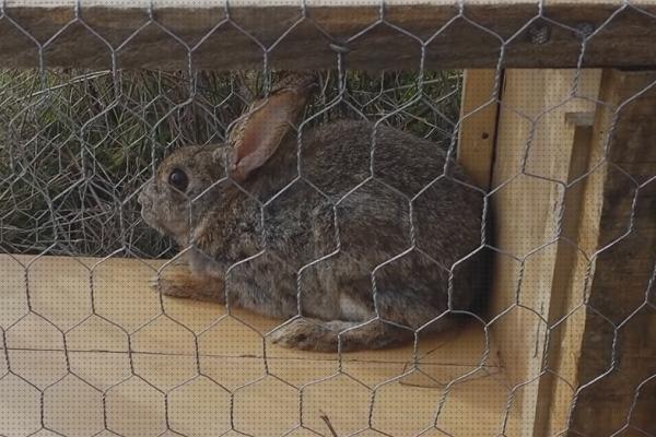 Review de trampa para conejos con cubo