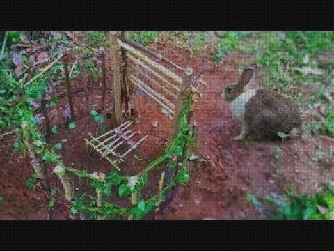 ¿Dónde poder comprar trampas conejos trampas para agarrar conejos?