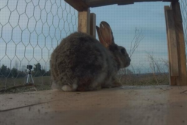 Review de trampas para conejos de campo vivos