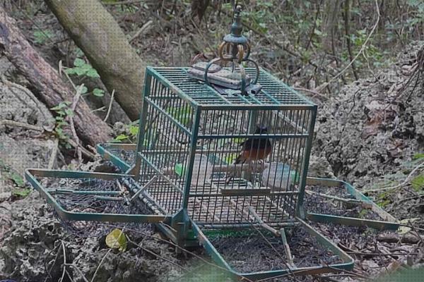 ¿Dónde poder comprar trampas pajaros trampas para pajaros sin muerte?