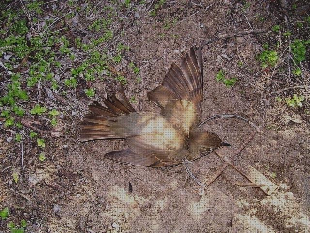 Las mejores trampas pajaros trampas para pajaros sin muerte