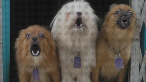 Las mejores marcas de ultrasonidos perros ultrasonidos para perros que ladran