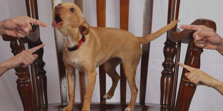 Opiniones de los 19 mejores Ultrasonidos Para Perros Que Ladran