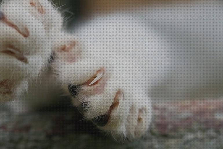 ¿Dónde poder comprar uñas gatos uñas para gatos precio?
