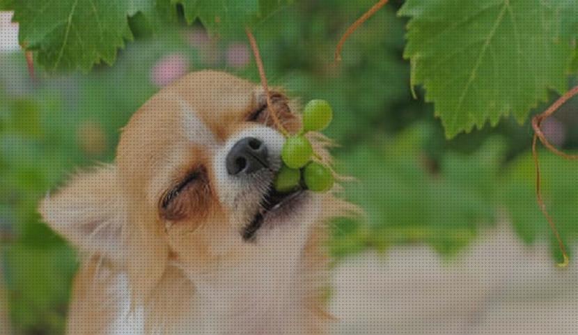 Mejores 22 uvas para mascotas bajo análisis