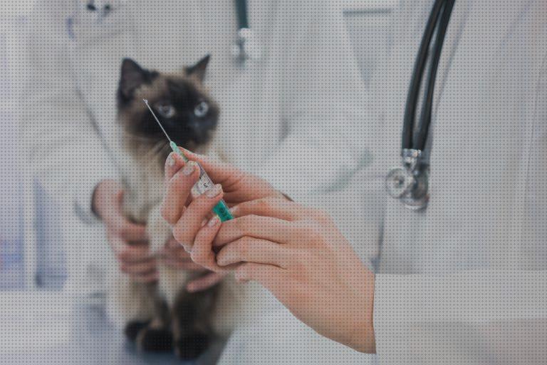 Las mejores marcas de vacunas gatos vacunas para gatos