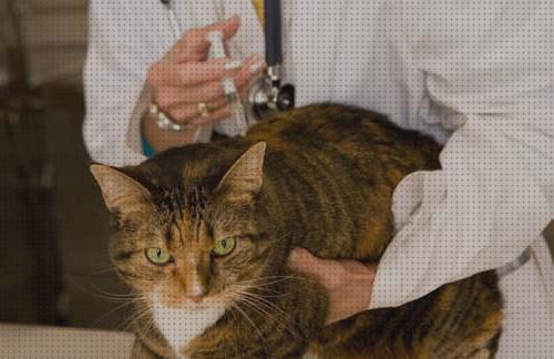 ¿Dónde poder comprar adultos gatos vacunas para gatos adultos?