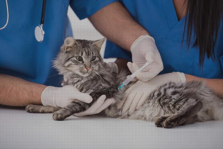 Las mejores adultos gatos vacunas para gatos adultos