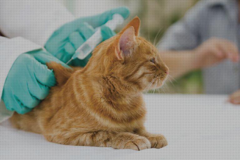 Review de vacunas para gatos adultos